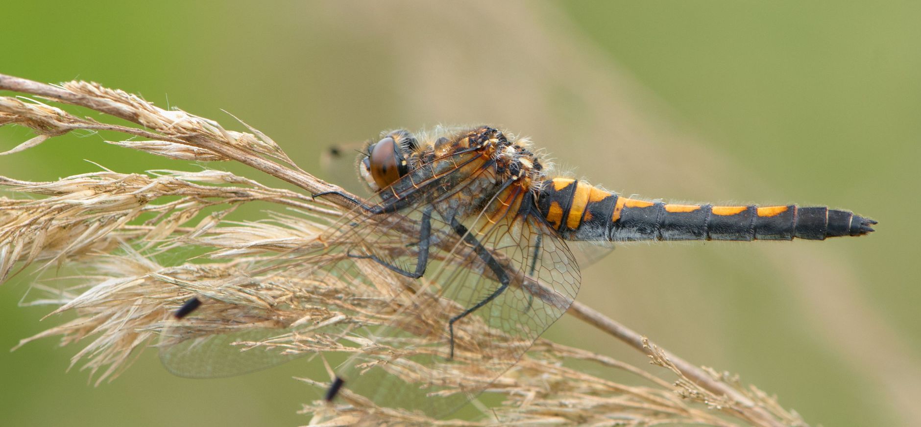 Gevlekte witsnuitlibel