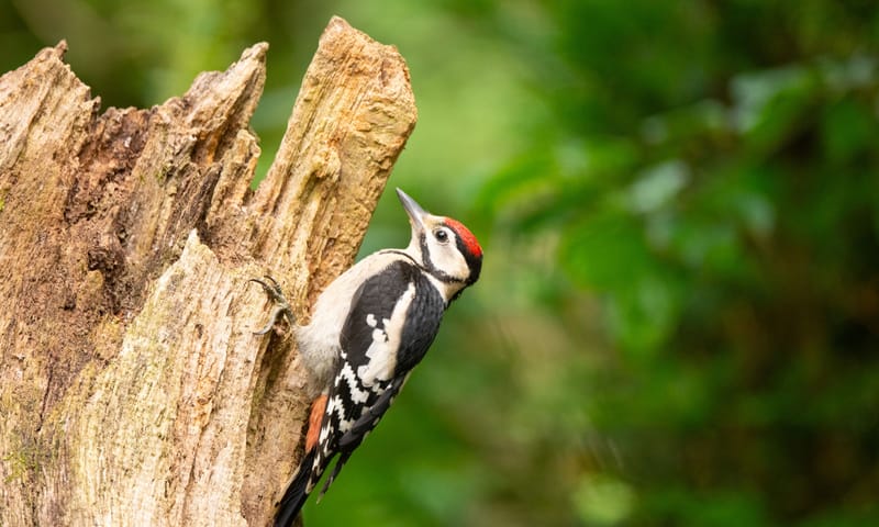 Grote bonte specht op staand, dood hout Grote bonte specht op staand, dood hout