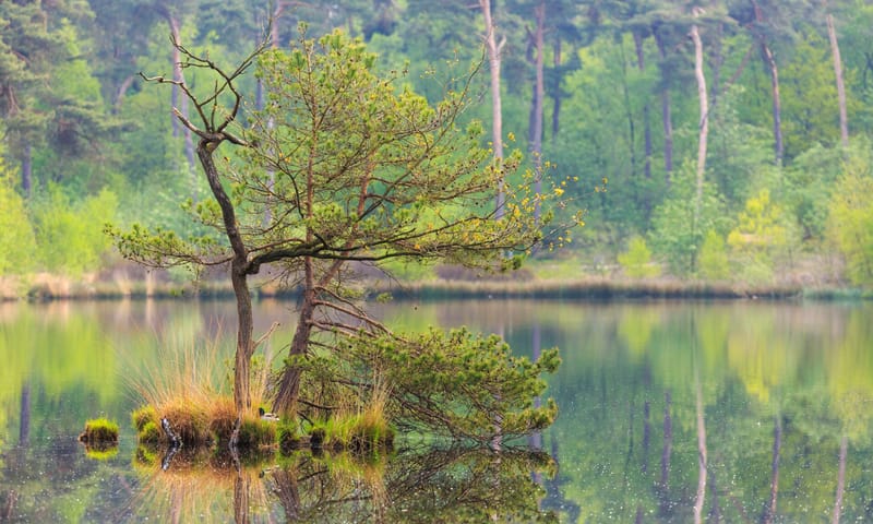 Klein eilandje met twee bomen, omringd door water