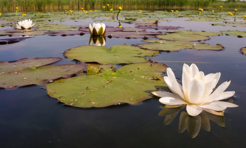 Naardermeer