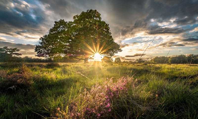 Zon die door de takken van een boom heen schijnt