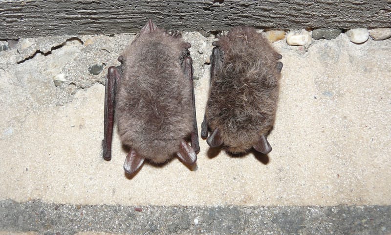 twee vleermuizen