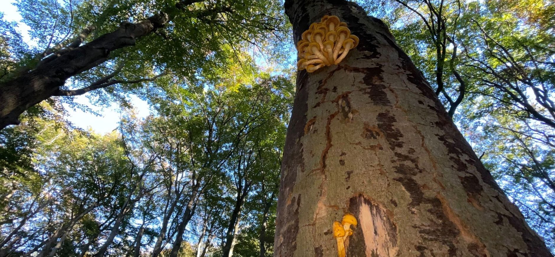 Kruin van boom Kruin van een boom