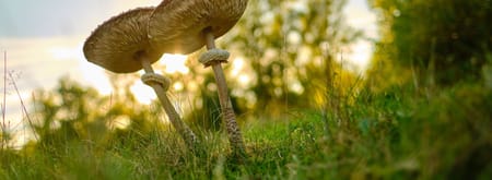 Herfstwandeling