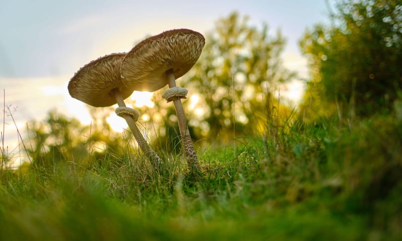 Herfstwandeling