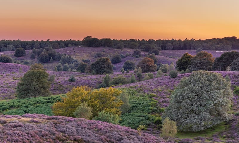 Heide in bloei