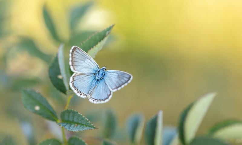 Bleek blauwtje, vlinder