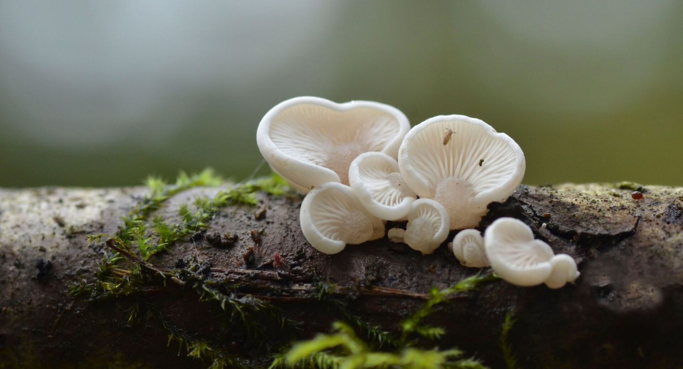 Witte paddenstoelen op een stuk hout