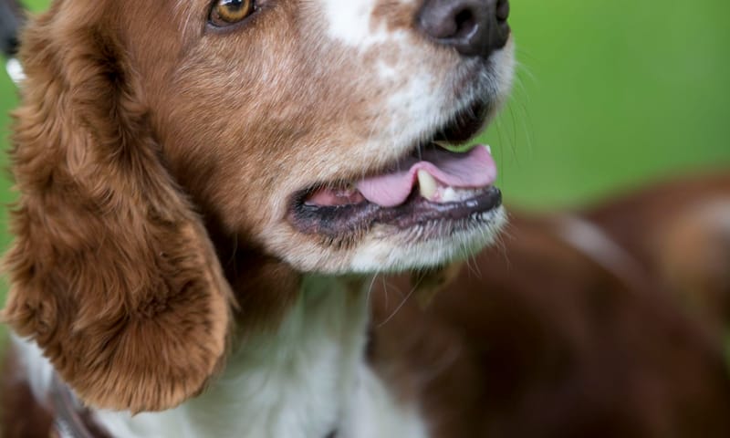 Honden aan de lijn hond