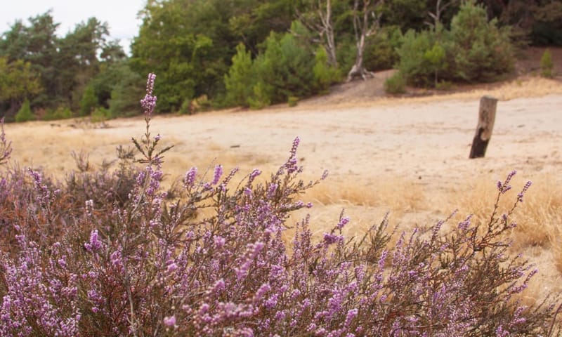 Tungelerwallen heide en stuifzand Tungelerwallen heide en stuifzand