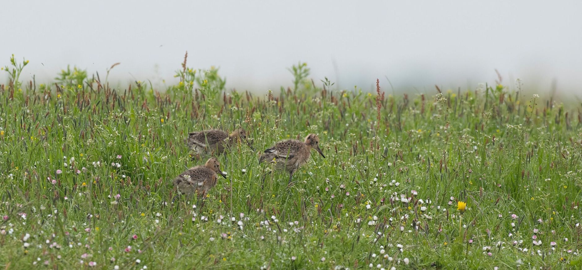 Jonge grutto's Skrok