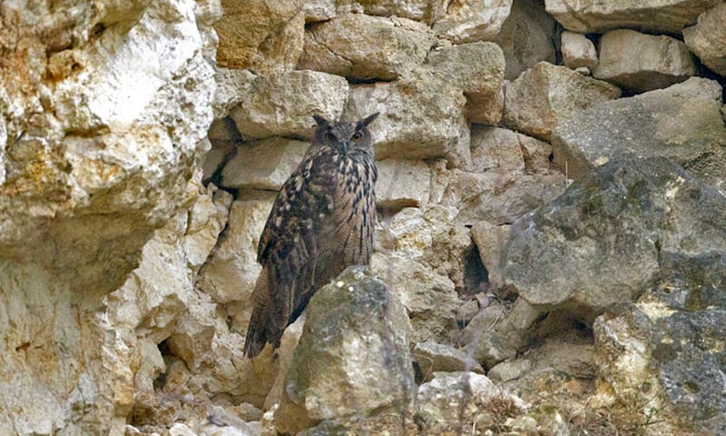 Oehoe op de Sint-Pietersberg