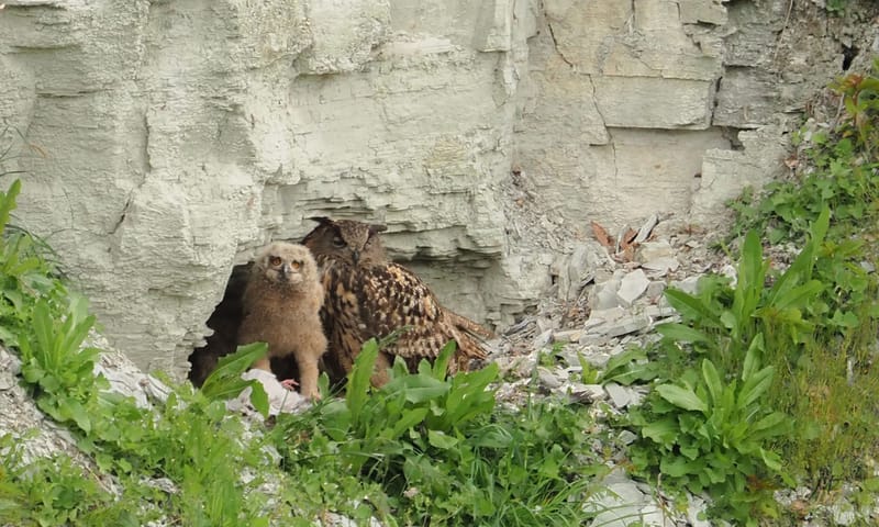 Oehoe met uilskuiken