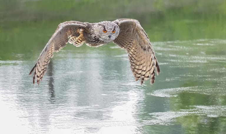 Oehoe vliegt boven water