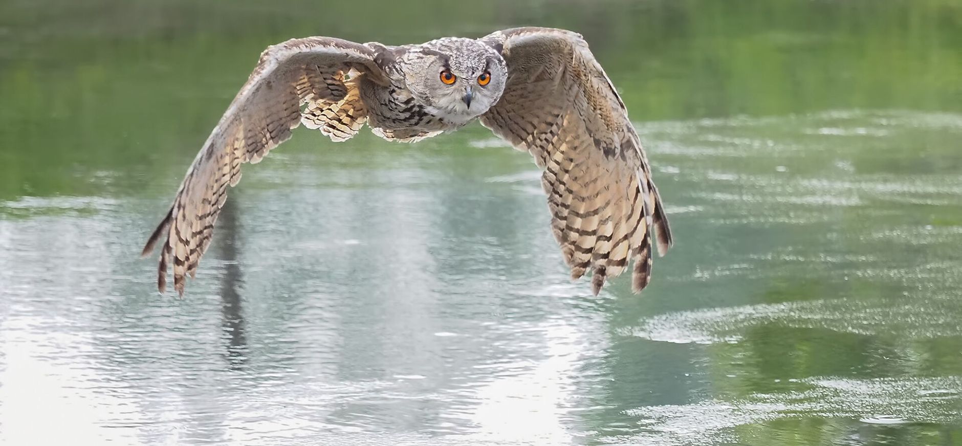 Oehoe vliegt boven water