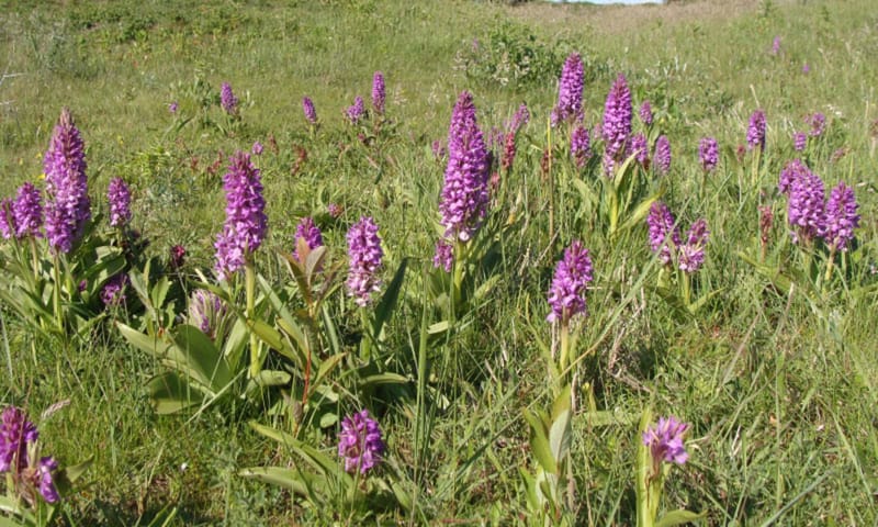 Orchidee