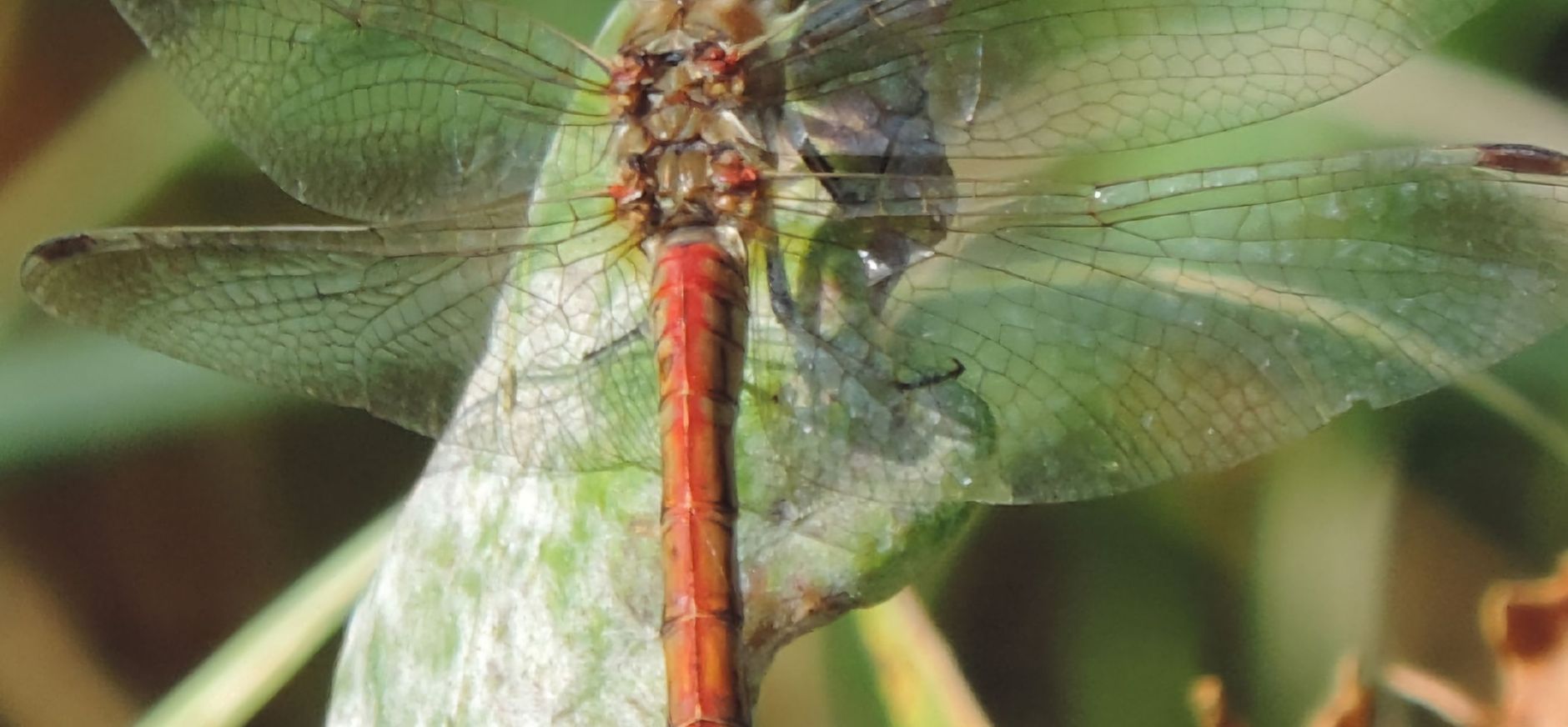 De Steenrode Heidelibel