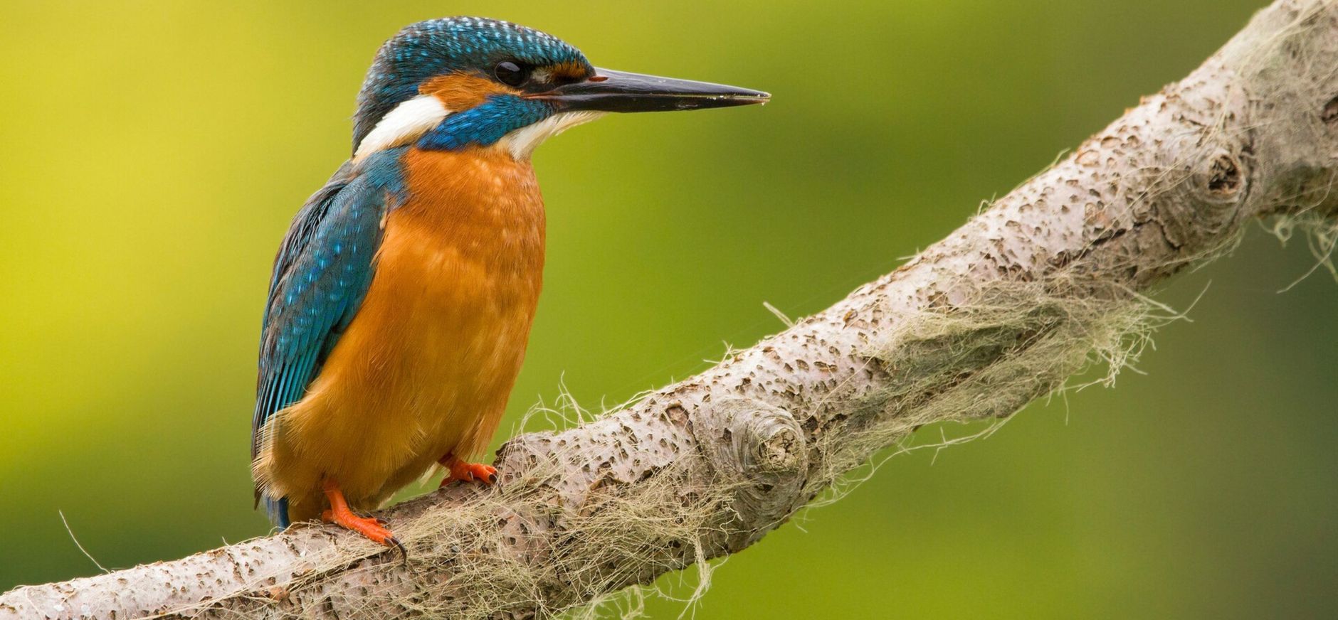 IJsvogel
