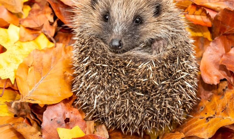 Help de egel