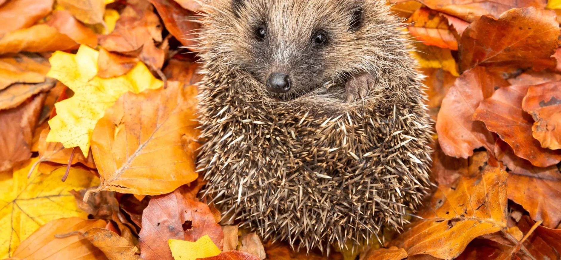 Help de egel