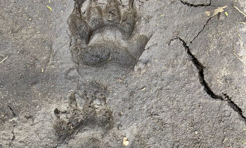 Dassenspoor natuurverbinding VONA