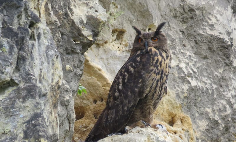 Volwassen oehoe, Sint-Pietersberg