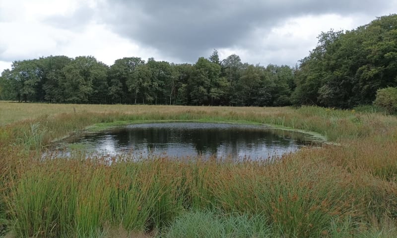 Poel waarin kamsalamanders leven. Poel waarin kamsalamanders leven.