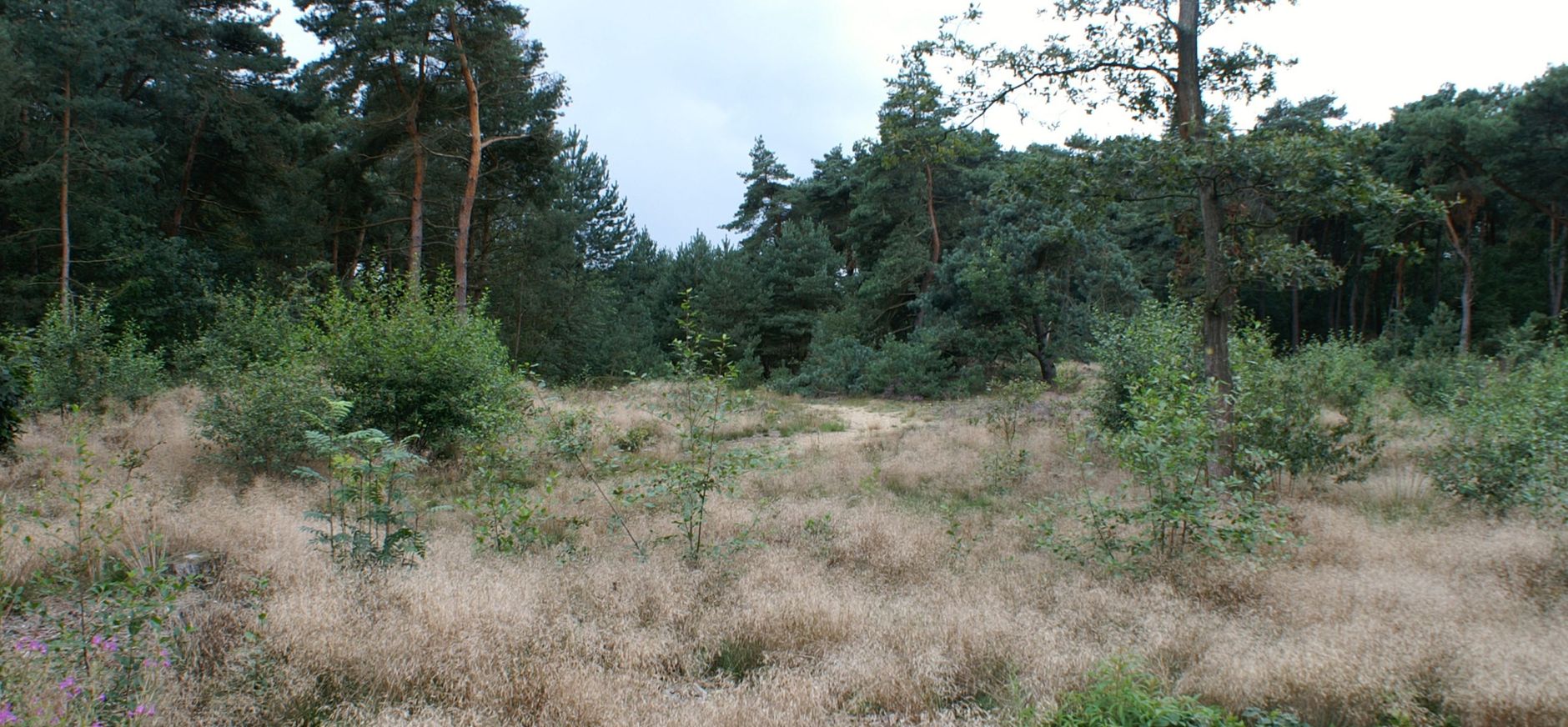Tungelerwallen Tungelerwallen