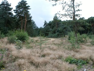 Tungelerwallen