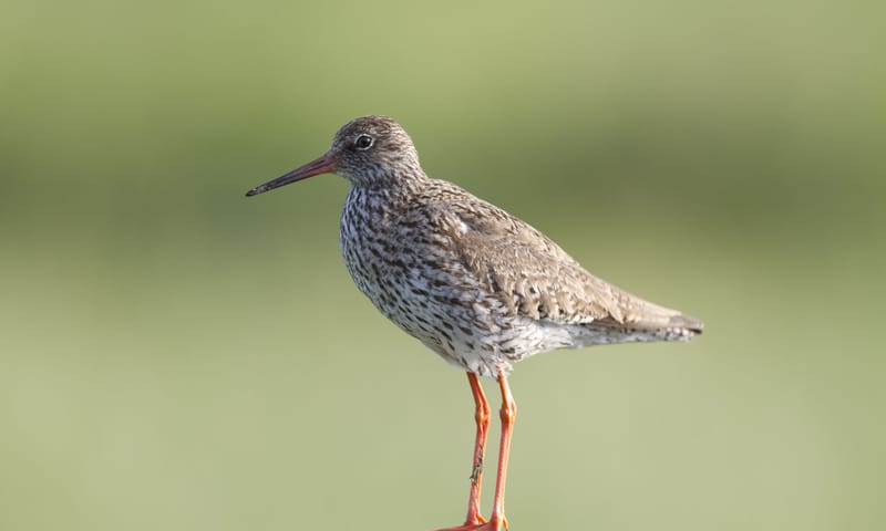 tureluur
