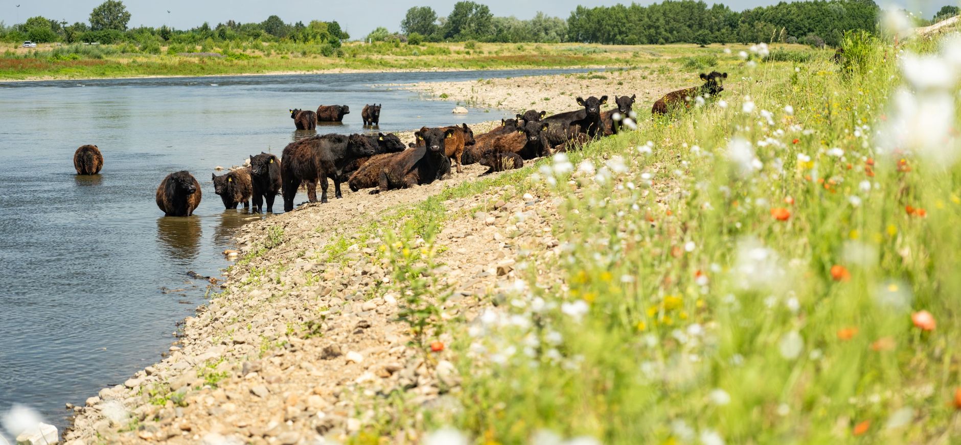 kudde galloways bij nattenhoven