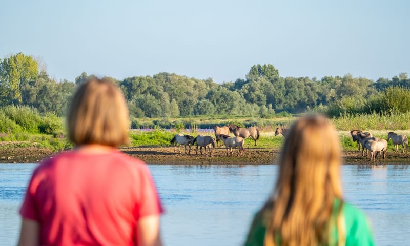 grazers spotten nattenhoven