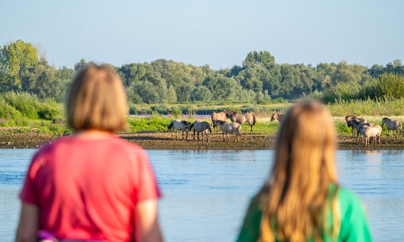 grazers spotten nattenhoven
