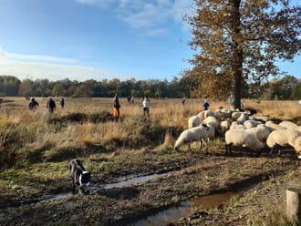schapen en vrijwilligers natuurwerkdag Beekvliet