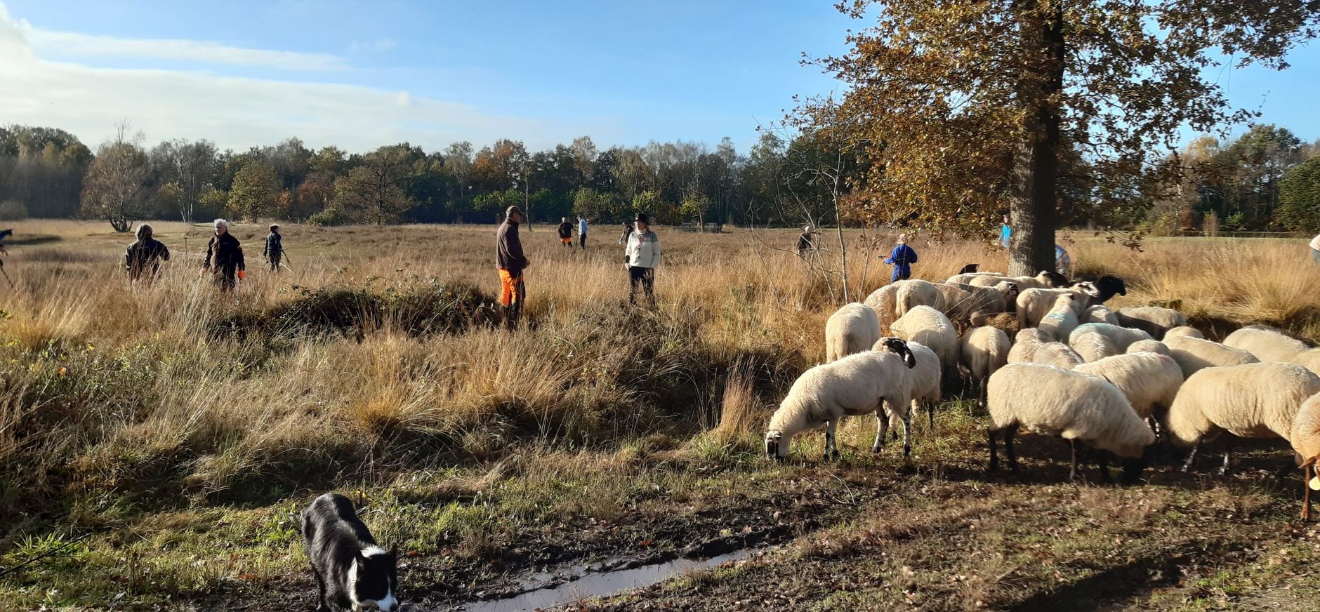 schapen en vrijwilligers natuurwerkdag Beekvliet