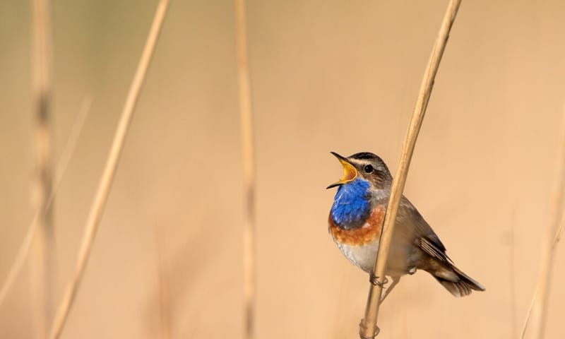 Blauwborst