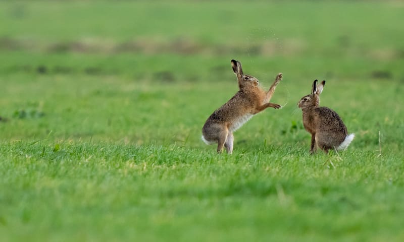 Boksende hazen Boksende hazen in de rammeltijd