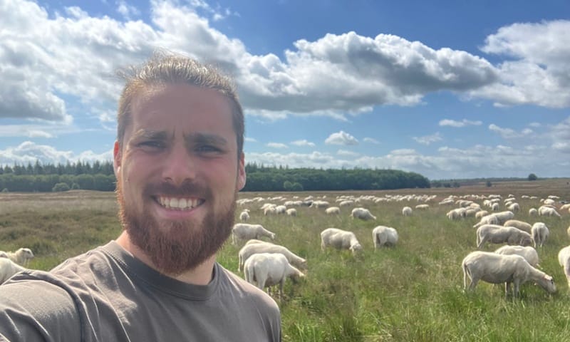 Boswachter Siard de Meijer tussen Veluwse heideschapen.