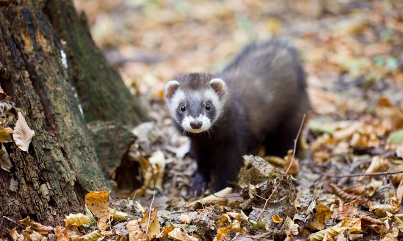 Bunzing Bunzing zwerft door het bos
