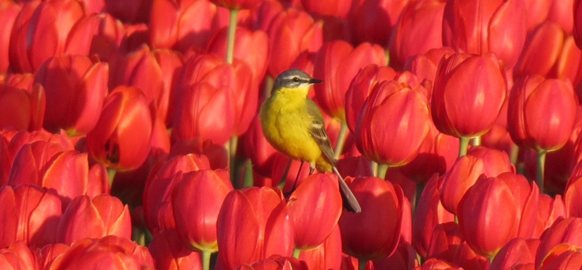 Gele kwikstaart op rode tulpen Gele kwikstaart op rode tulpen
