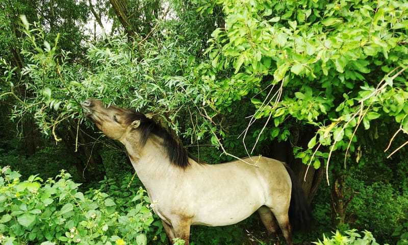 Konik eet wilg