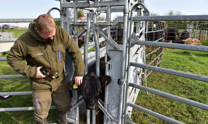 oormerken grazers Maasvallei
