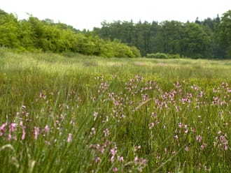 Meer biodiversiteit door impuls aan natuur