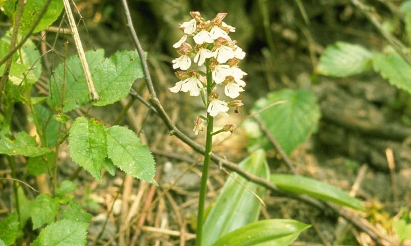 Purperorchis Purperorchis
