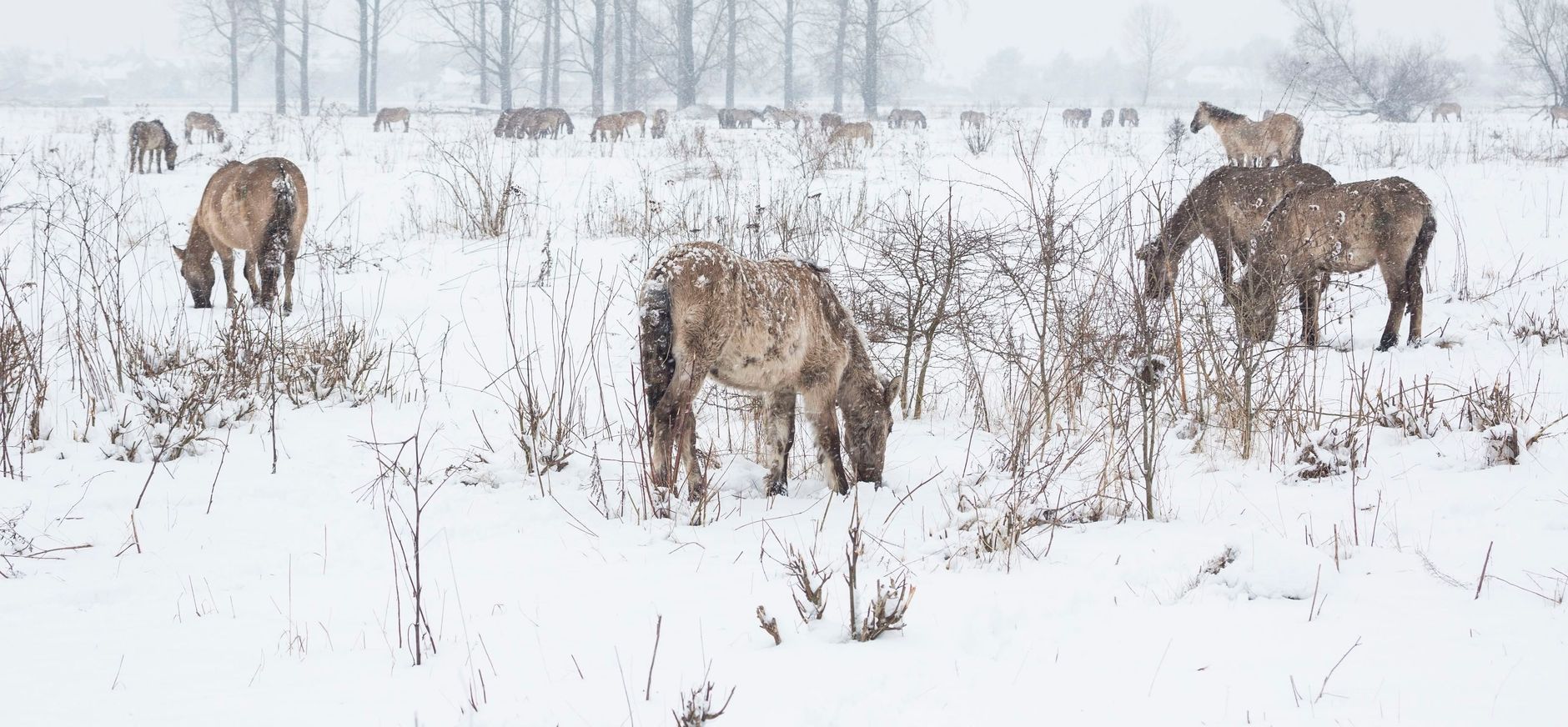 Koniks in de sneeuw