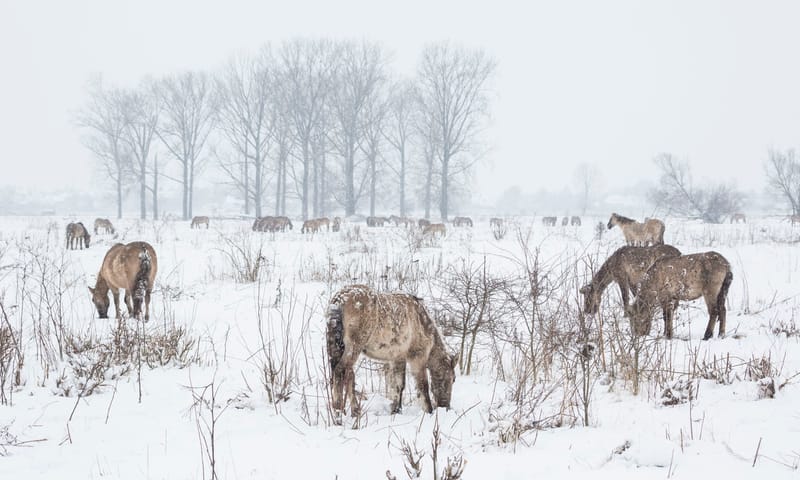 koniks in de winter