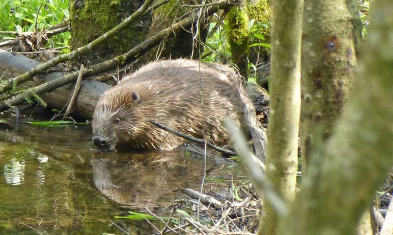 Bever ooibos