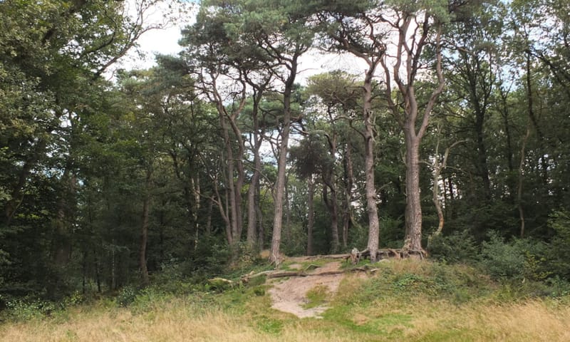 Noordlaarderbos