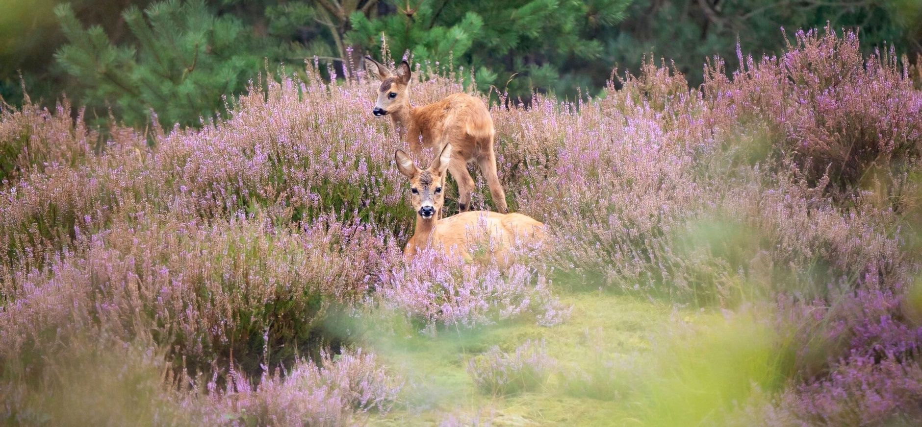 Loenense Bossen buiten beeld als oefenterrein Defensie