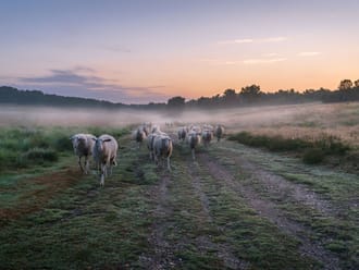 Veluwse heideschapen